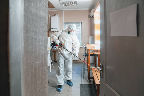 East Patchogue, NY Mold Removal Company