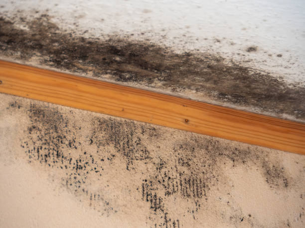 Best Crawl Space Mold Remediation  in East Patchogue, NY