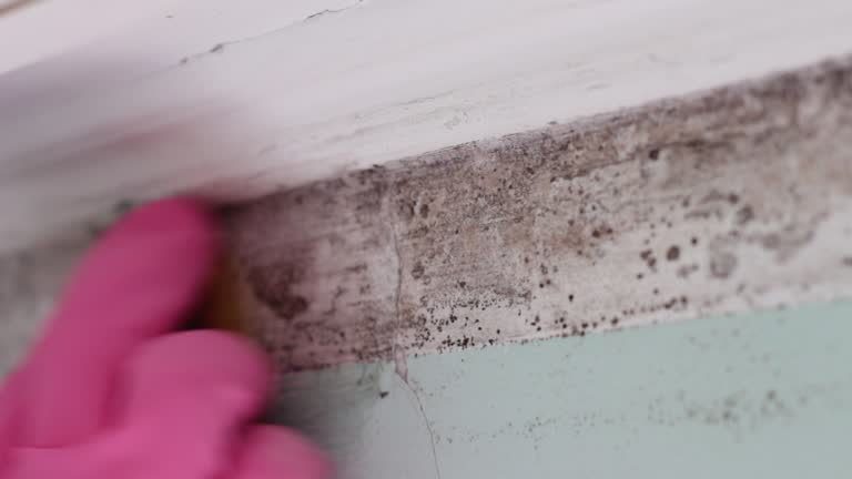 Best Industrial Mold Remediation  in East Patchogue, NY